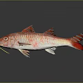 Red and white patterned fish with yellow whisker like structures in gray background with reflection 3d model