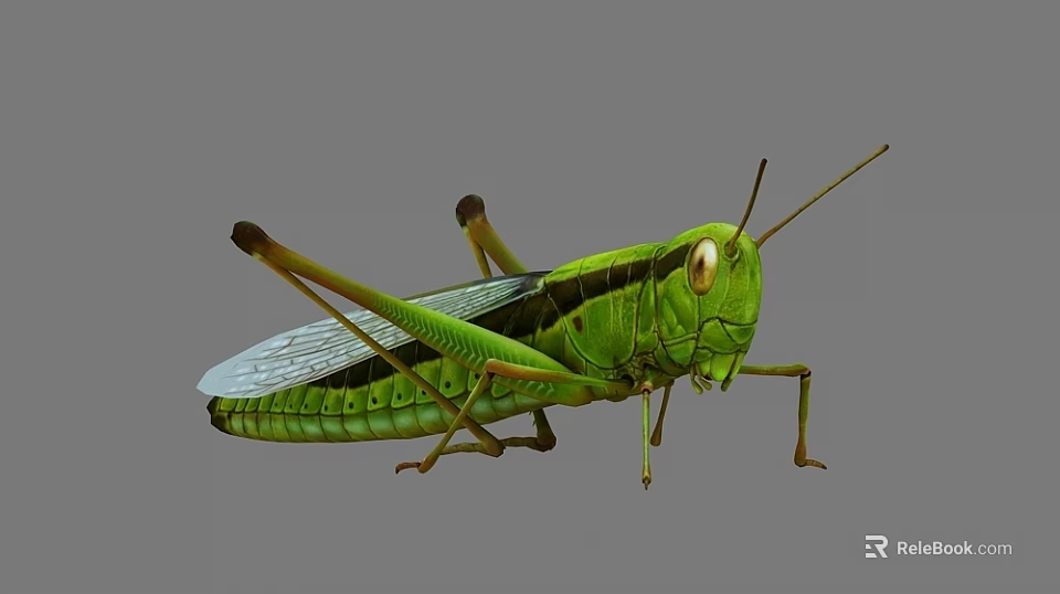 Green Grasshopper With Long Hind Legs Transparent Wings And Compound Eyes On Gray Background 3d model 