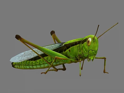 Green Grasshopper With Long Hind Legs Transparent Wings And Compound Eyes On Gray Background 3d model
