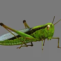 Green Grasshopper With Long Hind Legs Transparent Wings And Compound Eyes On Gray Background