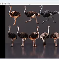 Diverse Reptile Species Showing Various Poses And Natural Color Patterns
