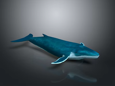 Realistic Blue Whale 3D Model with White Underbelly on Gray Background 3d model
