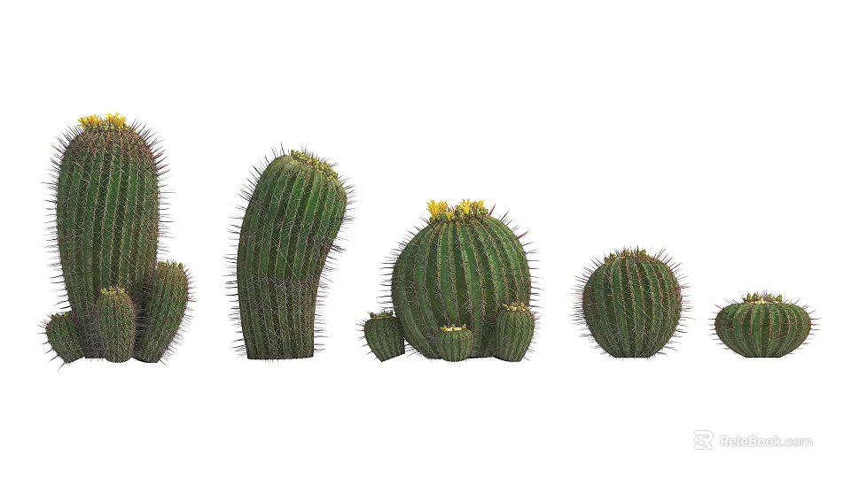 Various Sizes of Assorted Cactus Potted Plants With Green Stems And Yellow Flowers 3d model 