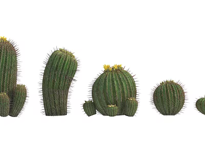 Various Sizes of Assorted Cactus Potted Plants With Green Stems And Yellow Flowers 3d model
