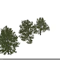 Three Natural Arbor Trees With Lush Green Foliage And Distinct Trunk Shapes