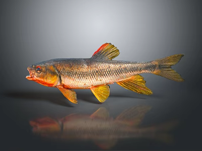 Red And Yellow Fins Golden Brown Body Fish Isolated On Dark Background With Reflection 3d model
