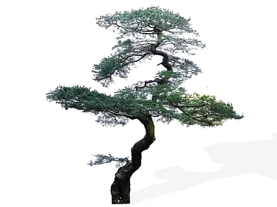 Artistic Pine Tree With Curved Trunk And Lush Green Foliage 3d model