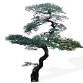 Artistic Pine Tree With Curved Trunk And Lush Green Foliage 3d model