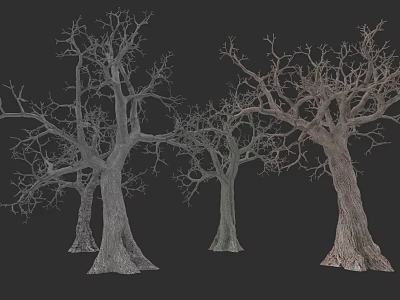 Tall Leafless Deciduous Trees With Thick Trunks And Branches On Dark Background 3d model