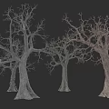 Tall Leafless Deciduous Trees With Thick Trunks And Branches On Dark Background