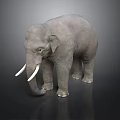 Gray Elephant With White Tusks Standing On Black Background As