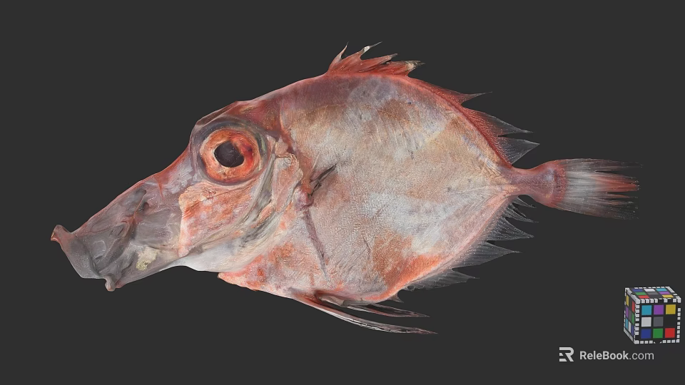 Red Deep Sea Fish With Prominent Eyes And Unique Flat Body Shape 3d model 
