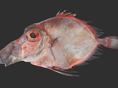 Red Deep Sea Fish With Prominent Eyes And Unique Flat Body Shape 3d model
