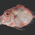 Red Deep Sea Fish With Prominent Eyes And Unique Flat Body Shape