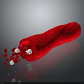 Anatomical View of Red Tubular Organ with Hair-like Structures and Internal Flowing Granules