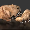 Wild Edible Mushrooms with Natural Brown White Texture and Irregular Shape