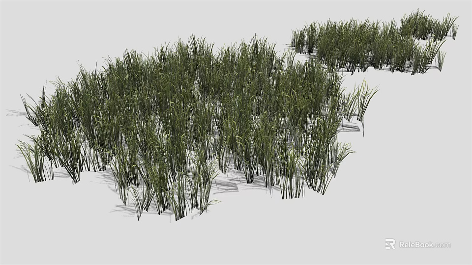 Green Herbaceous Grass Plants With Lush Various Heights In Natural Growth On White Background 3d model 