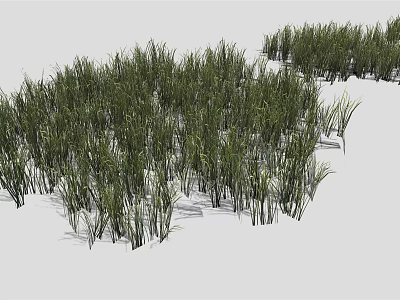 Green Herbaceous Grass Plants With Lush Various Heights In Natural Growth On White Background 3d model