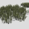 Green Herbaceous Grass Plants With Lush Various Heights In Natural Growth On White Background