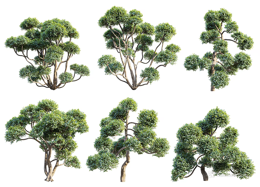 Various Arbor Trees With Lush Green Foliage And Natural Growth Shapes In Garden 3d model 