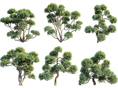 Various Arbor Trees With Lush Green Foliage And Natural Growth Shapes In Garden 3d model
