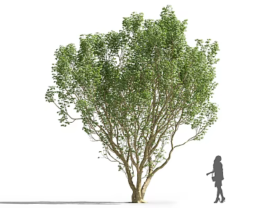 Large Arbor With Dense Green Foliage And Human Figure For Size Reference 3d model