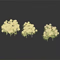 Three Decorative Shrubs With Pink Flowers And Green Leaves On White Background