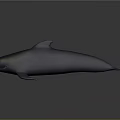 Gray Aquatic Animal Dolphin With Streamlined Body Natural Posture And Smooth Skin Texture