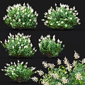 Lush Blooming Shrub With White Flowers And Green Leaves Against Black Background