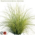 Various Types of Garden Ornamental Grasses with Feathery Foliage and Slender Blades