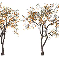 Two Tall Trees with Orange Fruits and Green Leaves on White Background