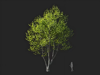 Lush Green Arbor with White Trunk and Person Silhouette Against Black Background 3d model