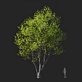 Lush Green Arbor with White Trunk and Person Silhouette Against Black Background