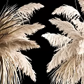 Hanging Cream White Feathery Dried Flowers Decorative Arrangement on Black Background