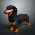 Realistic Black and Tan Dachshund 3D Model Standing on Gray Background 3d model