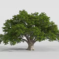 Lush Green Tree With Thick Trunk And Full Crown Shape Isolated On Gray Background