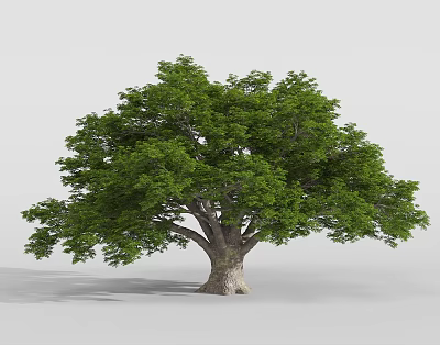 Lush Green Tree With Thick Trunk And Full Crown Shape Isolated On Gray Background 3d model