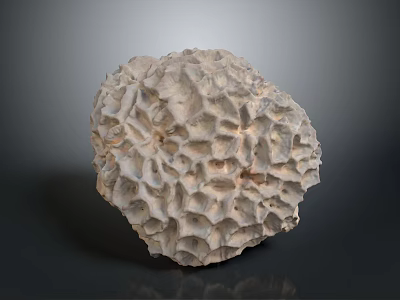 Coral Polyps White Calcareous Skeleton With Honeycomb Structure Marine Organism 3d model