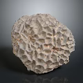 Coral Polyps White Calcareous Skeleton With Honeycomb Structure Marine Organism