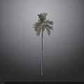 Isolated Palm Tree With Slender Trunk And Brownish Leaves Against Gray Black Gradient Background