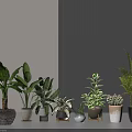 Diverse Indoor Potted Plants With Various Types And Different Material Pots On Gray Background 3d model