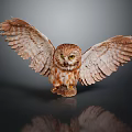 Brown and White Owl With Spread Wings Flying Against Dark Background With Reflection 3d model