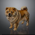 Orange Chow Chow Dog with Fluffy Fur and Curly Tail Standing on Dark Surface