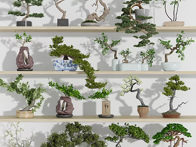 Bonsai Plants Display On Multiple Shelves With Various Styles And Green Foliage 3d model