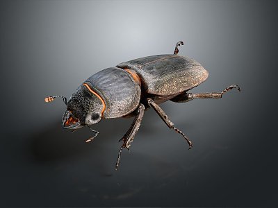 modern beetle scarab insect 3d model