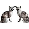 Two Gray And White Tabby Cats Sitting Together Looking At Camera 3d model