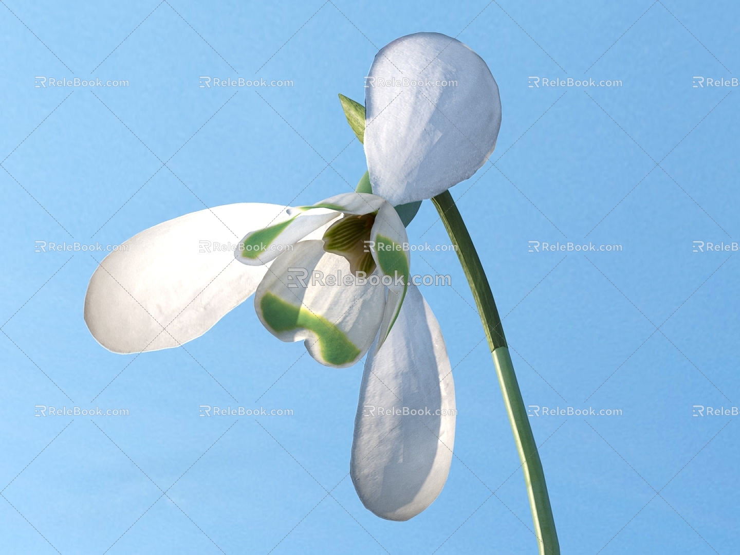 Modern Snowdrop 3d model