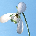 Modern Snowdrop 3d model