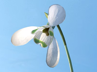 Beautiful Snowdrop Flower with White Petals and Green Spots Against Blue Sky 3d model
