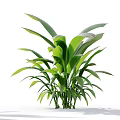 Lush Green Leafy Plant With Large Healthy Leaves And Tall Stems